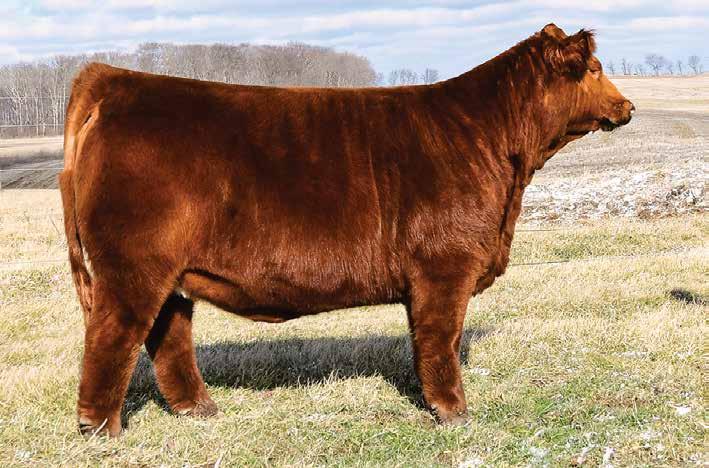 This broker daughter out of our $18,000 TJSC So Sweet 019B donor dam is the real deal. A maternal brother led off last year s Maine Anjou Sale at the Ohio Beef Expo and sold for $7000.