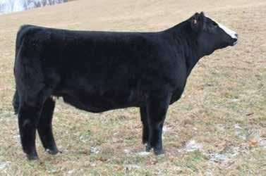 Already has been shown successfully as she was named calf champion at the 2017 Keystone International. This female has a bright future. Tested clean and free. BUY WITH CONFIDENCE!