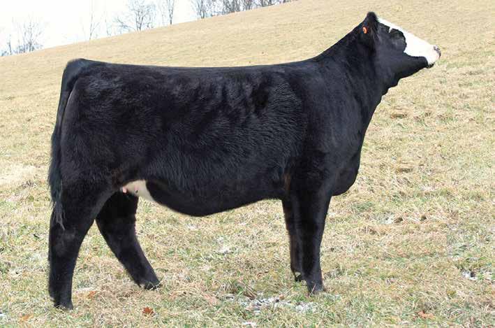 This heifer is a full sister to the AI bull Fast Lane that sold in the Divas and Donors sale.