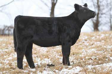 She has a ton of body and a great set of feet and legs which makes her a complete package. Kendra comes from an awesome cow family. She is sired by Hook s Broadway.