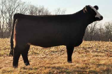 She is a long sleek fronted female and she carried a 133 API and has the phenotype of the cattle that is in high demand. She goes back to the great PRC Looking Good T94.
