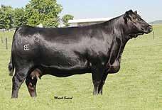 1.6 57 85 6 20 48 0.17 0.85 115 ADJ Birth Wt. 84 lbs. As you analyze this bull from the ground up you have to appreciate the big foot he stands on.