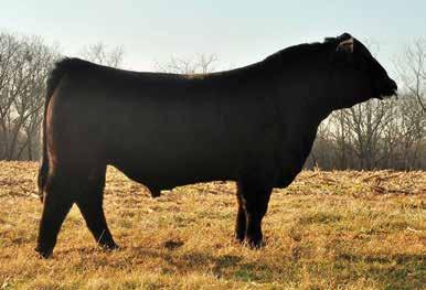 He is sired by the carcass and calving ease specialist Hook s Xpectation 36X and his dam is a cow we acquired from Canada bred by the Arrow Creek Simmental program and is backed by Wheatland genetics.