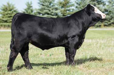 If you are looking for a bull with growth and performance without sacrificing style, we feel this bull is flawless in his structure and stature.