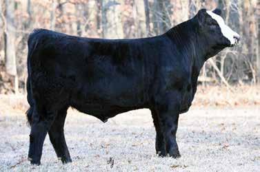 4041 CVAF Elba 9059 7 1.8 63 95 1 17 48 0.3 0.68 91 ADJ Birth Wt. 83 lbs. Here is a bull that is built true from the ground up.
