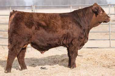 A great set of EPDs, this bull will let you sleep at night even with a barn full of heifers. You don t find bulls with a 14.0 CE and a 135 API every day.