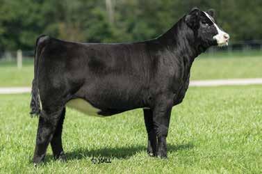 He is an athletic, powerful made, moderate framed bull who is very smooth in his design. This one should be a cow maker.