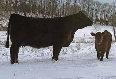 Perhaps the most intriguing piece to the puzzle is the expectation of him to be a true calving ease option, as he boasts an actual 65-pound birth weight from a first calf heifer.