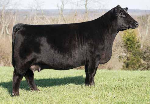 These eggs are out of the popular Halls Black Star X03 cow who produced the high selling bull in this sale in 2015 who commanded $10,500 to Hilbrands Cattle Company, and then went on to be the