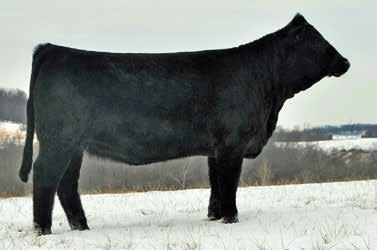 2E is a beautifulyl constructed ET SimAngus heifer sired by SCC First N Goal, a sire of champions from coast to coast, and out of the $45,000 SVJ Burning Up U142.