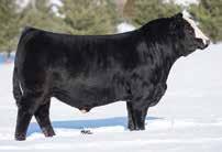 Lets talk pedigree. Gallica is a direct granddaughter to Miss Werning 8543U. In my opinion 8543U is the most successful Simmenal cow in the breed right now!