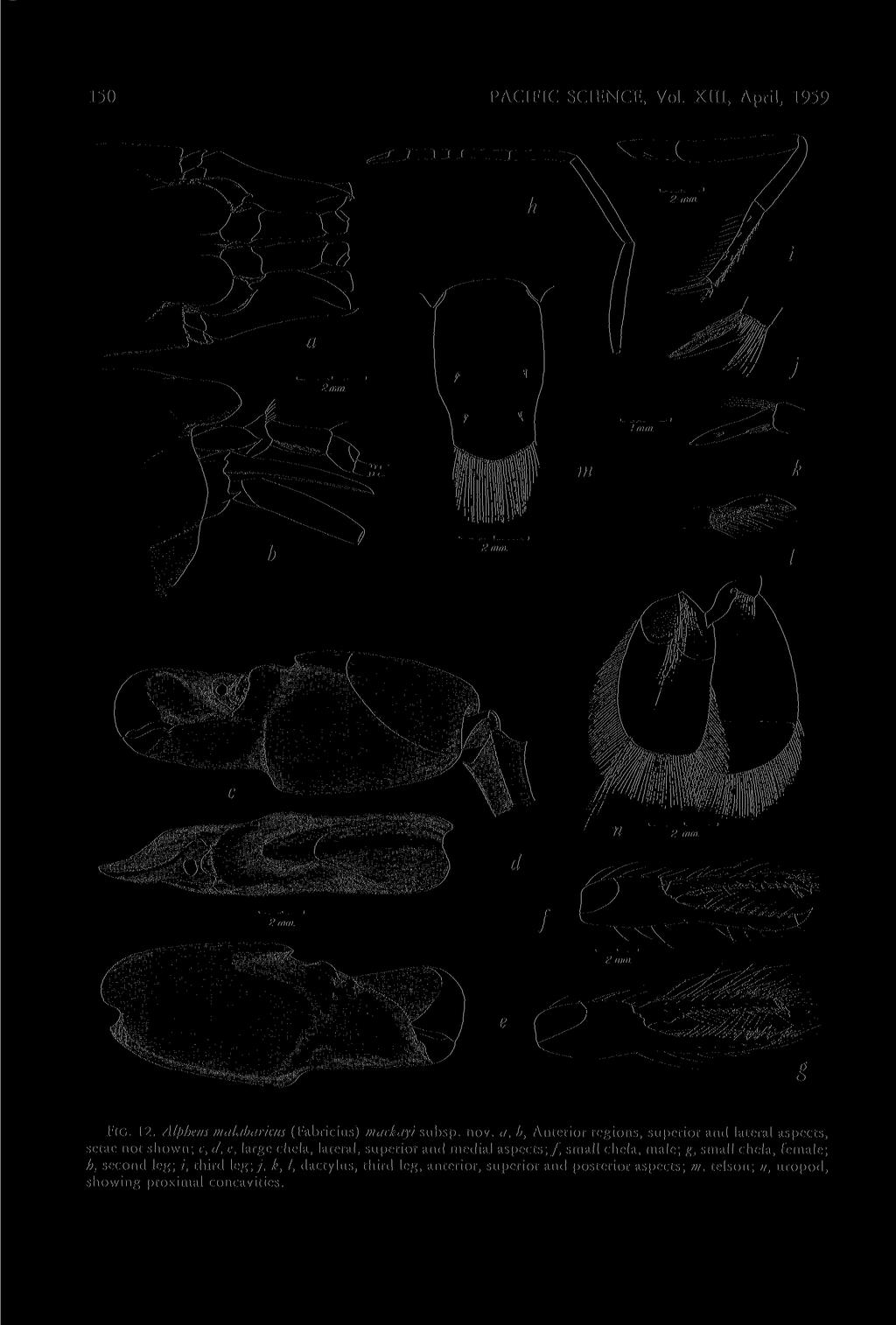 .150 PACIFIC SCIENCE, Vol. XIII, April, 1959 FIG. 12. Alpheus malabarichs (Fabricius) mackayi subsp. nov.
