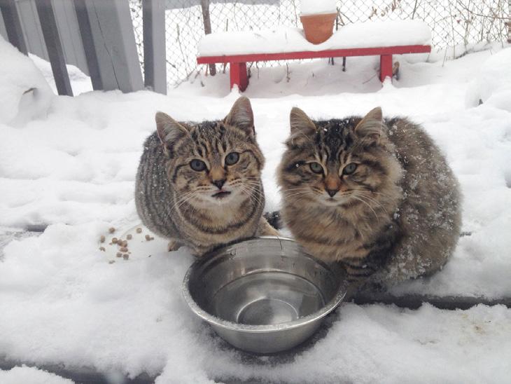 GIVE ME SHELTER OPEN-SOURCE SHELTERS FOR FERAL CATS The care and control of feral cats is a major issue around the world.