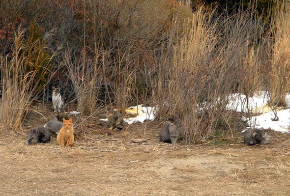 Feral cat problem Feral cats tend to group in colonies.