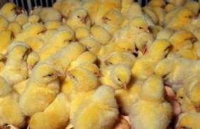 Treating Coccidiosis Anti-coccidial drugs are very effective. Infected chicks should be treated immediately by putting a coccidiostat in the water.