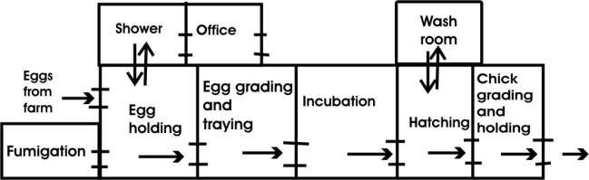 In order to minimize the risk of disease transmission between eggs and chicks, arrange the personnel and egg flow such that there is minimum or no back tracking by staff.
