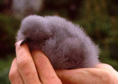 Blue petrel chicks can detect DMS and PEA (a novel scent) um N = 30 PEA > Control P = 0.