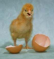 Embryonic exposure alters behaviour Painted chicken eggs with liquid strawberry Treated chicks hatched