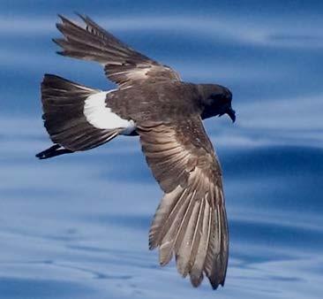 Wilson s Storm petrels are attracted to DMS % Increase in Bird Sightings following odour