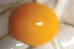 Tip 23 Egg Yolk Mottling Levels of mottling in egg yolks seem to be quite high at the moment.