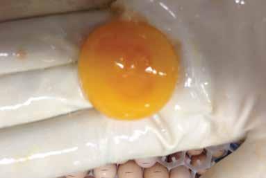 Opening candled clear eggs shows that there is very little embryo development. But unlike infertile eggs, often the yolk membrane has broken and the yolk is mingled with the albumen.