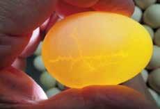 Tip 6 How Often Do You Check Eggs Coming In To Your Hatchery For Hairline Cracks?