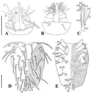 1144 Paredes-León et al.- Pterygosomatidae from Cuba ontogeny and the second the number 2 (ω2) following Evans (1992). Descriptions Bertrandiella griseldae Paredes-León, Cuervo-Pineda et Pérez, sp.