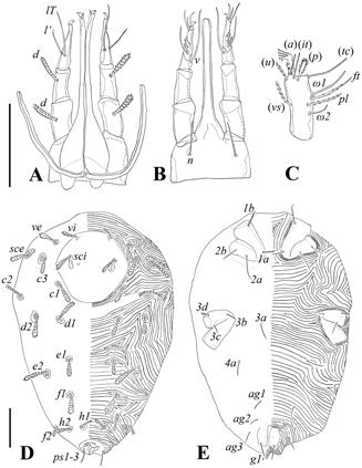 1146 Paredes-León et al.- Pterygosomatidae from Cuba Remarks. Bertrandiella griseldae n. sp. is close to B. jimenezi and B. chamelaensis.