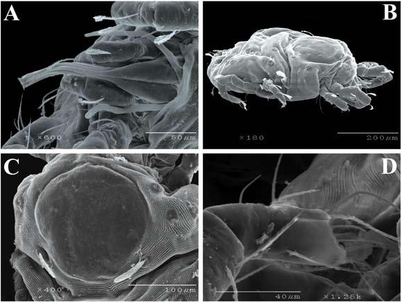 DOI: 10.7550/rmb.36498 1147 Figure 4. Geckobiella javieri, female, scanning electron microscopy.