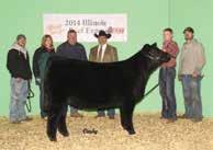 Winegardner: (419) 303-3399 A. Offering 3 embryos sired by Who Da Man B.