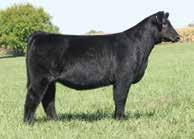In the last few years Who Da Man X Ace daughters have sold for $46,500 and $40,500