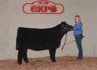 A son by Who Da Man was National Champion Chi bull at the NAILE in 2012 for