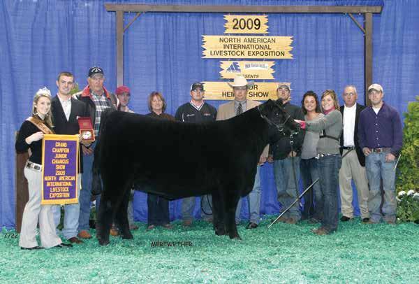 A pen of 3 bulls sired by Who Da Man were Grand Champion at the National Western as