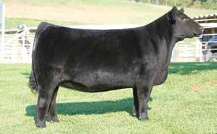 Choice A. Offering 3 embryos sired by Optimus Prime B. Offering 3 embryos sired by Broker C.