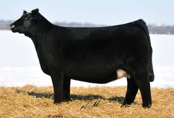 Offering 3 embryos sired by Heat Wave This is the very first opportunity to buy embryos from the 2013 Kansas City Supreme Champion Female.