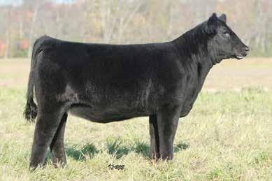 Junior Heifer Show in Spencer, IA. In 2012 a daughter sired by Irish Whiskey sold for $19,000 to Sullivan Farms in the annual Dream Girls Sale.