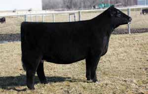 Offering 3 embryos sired by Hard Whiskey This donor cow has been a home run hitter for Minnaert Show Cattle from day one and for