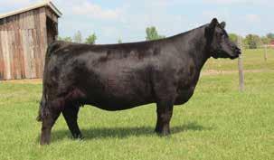 Her dam was a $19,000 sale feature for Jones Show Cattle last year selling to Justin Garwood.