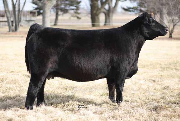 Never Before Offered Hoo Too Genetics Gray Hoo Too Donor LOT 18 Hoo Too Angus GRAY SHOW CATTLE Zach