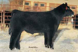 When we purchased the Hoo Too donor she had a Heat Wave son on her side that we sold for 5 figures,