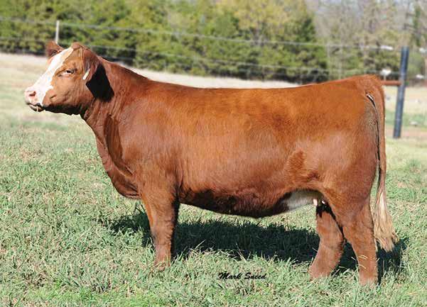 Ravishing Reds Right for the Times GCC Ms. Steel X123 LOT 21 SVF Steel Force S701 GCC Miss Whiskey 589S Reg.