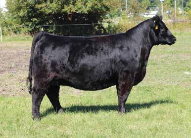 appealing cows you will ever lay your eyes on. Purchased as a bred heifer in the 2012 GCC Classic sale this red lady was a sale topper.