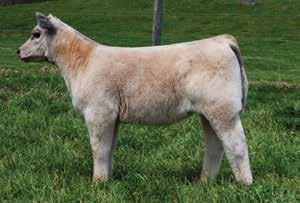 Offering 3 embryos sired by TR Firewater C.