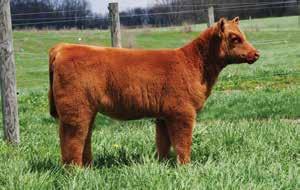 pasture. Her calves have sold exceptionally well in her young career selling for $34,000, $16,000 & $15,000.