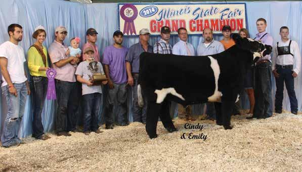 A Ready Made Club-Calf Combination Miller Donor 30 LOT 23 Maximus Angus DREW MILLER CATTLE Drew Miller: (574) 721-1151 Full Sib to the embryos