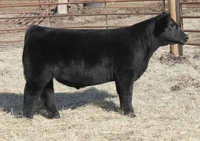 Offering 3 embryos sired by Heat Wave This mating will result in full sibs to one of the flashiest steers to be shown this past year.