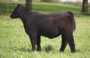 Offering 3 embryos sired by TR Firewater/Bismarck C.
