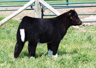 Offering 3 embryos sired by GOET I-80 We all know the power of the Whiskey X Angus cross and what it can produce.