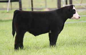 Offering 3 embryos sired by Believe In Me B.