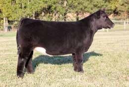 A daughter by Irish Whiskey sold for $12,250 in Guyer s Chosen Few Sale last year